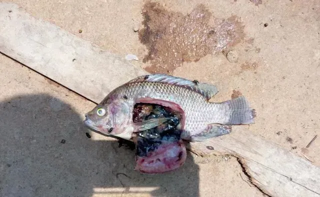 罗非鱼吃料少及死亡案例分析处理方法