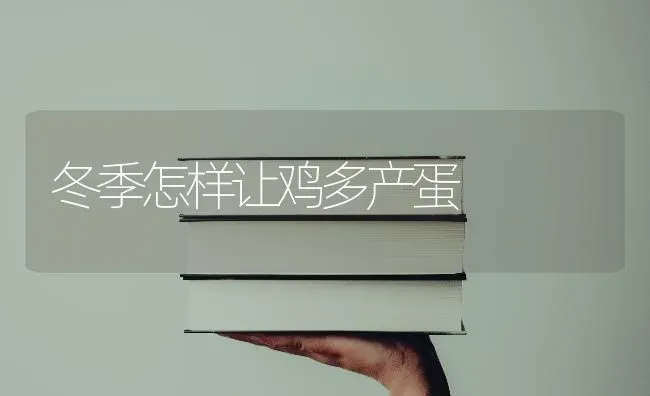 冬季怎样让鸡多产蛋 | 家禽养殖