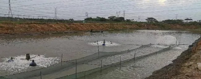 高温季节加州鲈鱼苗种运输注意事项