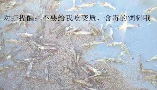 对虾为何死？之肠道死法！