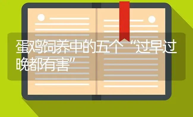蛋鸡饲养中的五个“过早过晚都有害” | 家禽养殖