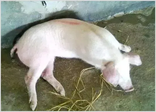 猪脑炎病因及怎么快速治疗？ | 养殖知识