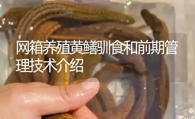 网箱养殖黄鳝驯食和前期管理技术介绍 | 淡水养殖