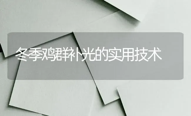 冬季鸡群补光的实用技术 | 家禽养殖