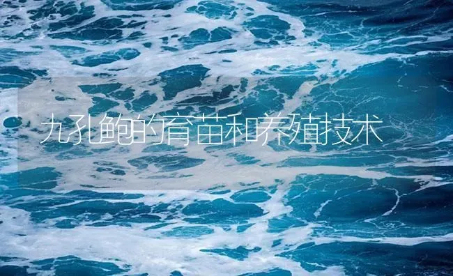 九孔鲍的育苗和养殖技术 | 海水养殖