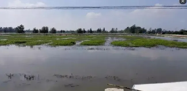 今年前期扣蟹养殖形势好，大眼幼体豆蟹成活率高！持续高温缺氧成蟹“环爪”病大量暴发