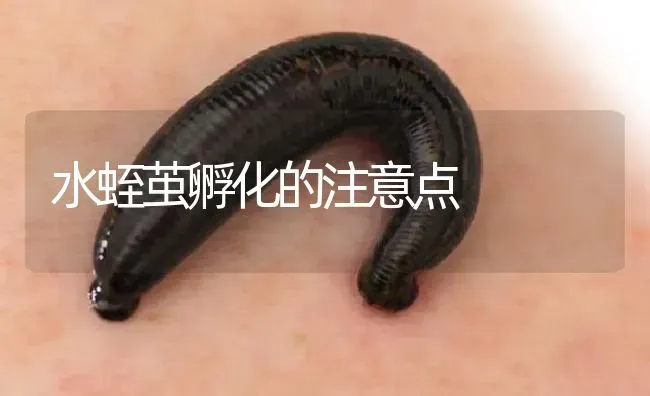 水蛭茧孵化的注意点 | 特种养殖