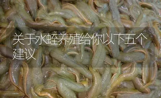 关于水蛭养殖给你以下五个建议 | 特种养殖