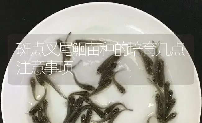 斑点叉尾鮰苗种的培育几点注意事项 | 淡水养殖