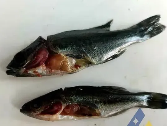 [每周一例]杀虫后加州鲈黑身、瞎眼、打转