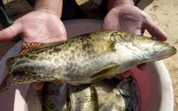 国内鳜鱼养殖及疾病防控研究现状