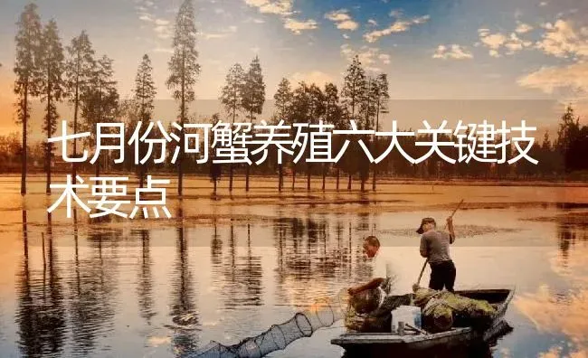 七月份河蟹养殖六大关键技术要点 | 淡水养殖