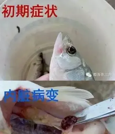 广东珠海地区海鲈鱼诺卡氏病菌处理方法分享