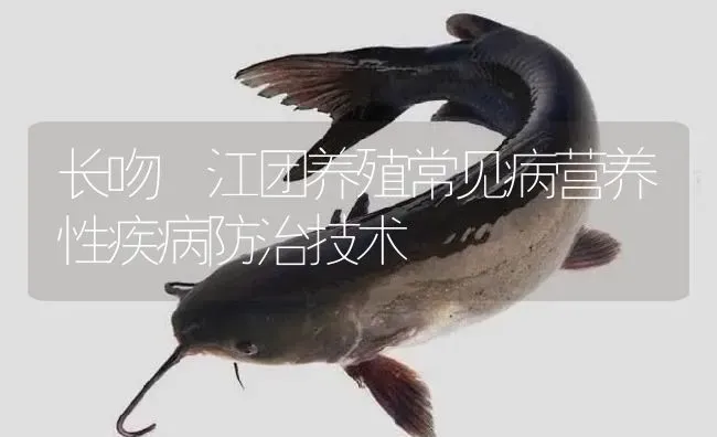 长吻鮠江团养殖常见病营养性疾病防治技术 | 淡水养殖