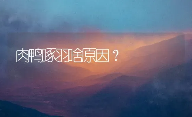 肉鸭啄羽啥原因？ | 家禽养殖