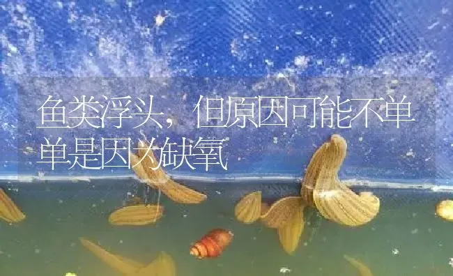 鱼类浮头，但原因可能不单单是因为缺氧 | 特种养殖