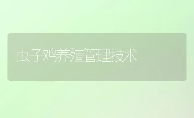 虫子鸡养殖管理技术 | 家禽养殖