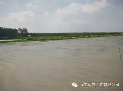 湖北潜江一位小龙虾养殖户成功经验分享