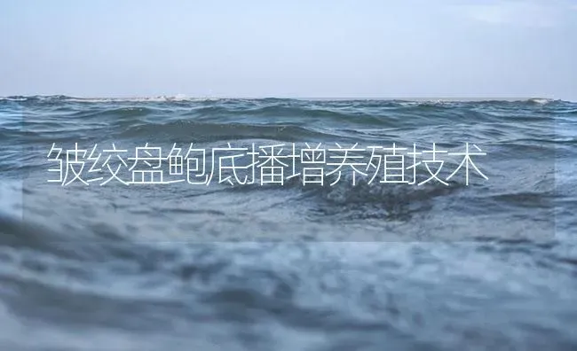 皱绞盘鲍底播增养殖技术 | 海水养殖