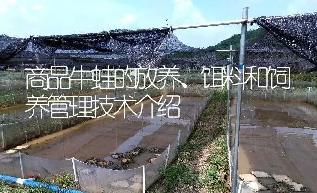 商品牛蛙的放养、饵料和饲养管理技术介绍 | 特种养殖