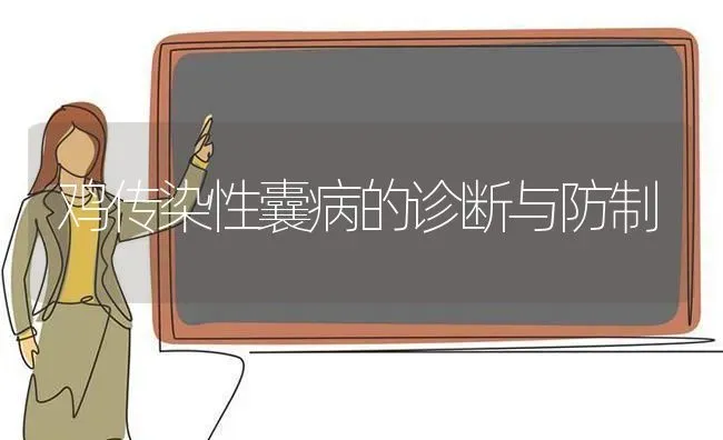 鸡传染性囊病的诊断与防制 | 家禽养殖