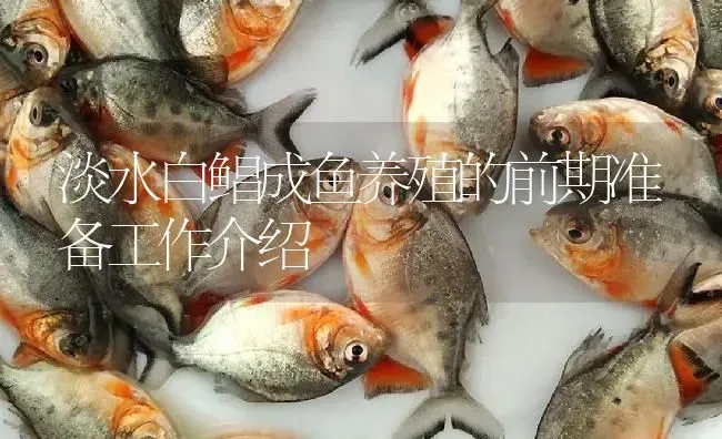 淡水白鲳成鱼养殖的前期准备工作介绍 | 淡水养殖