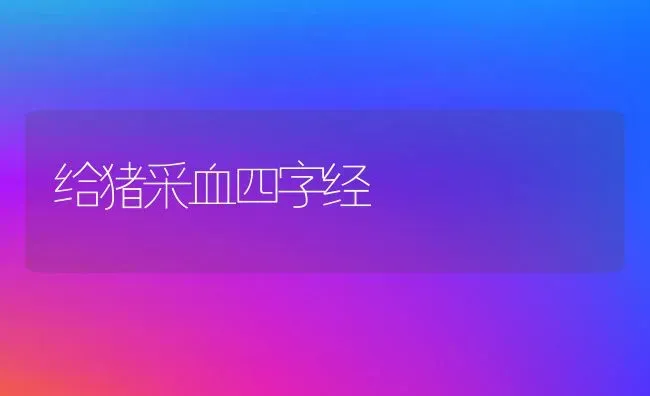 给猪采血四字经 | 家畜养殖