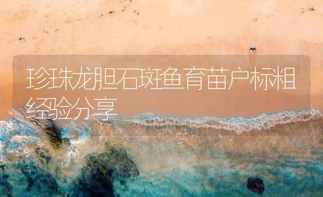 珍珠龙胆石斑鱼育苗户标粗经验分享 | 海水养殖