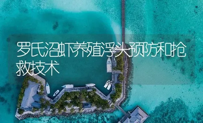 罗氏沼虾养殖浮头预防和抢救技术 | 海水养殖
