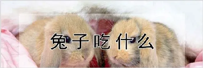 兔子吃什么 | 动物饲养方法