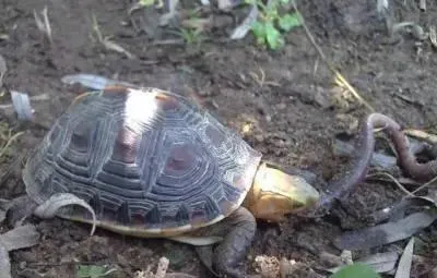 秋冬季节引进乌龟苗的好处和几个注意方法