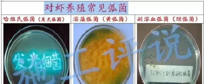 什么是弧菌？弧菌怎么致病？弧菌病怎么治？