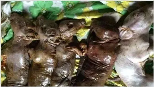 母猪产死胎的原因是什么 | 养殖动物技术