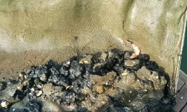 鱼虾死亡的原因及防控方法