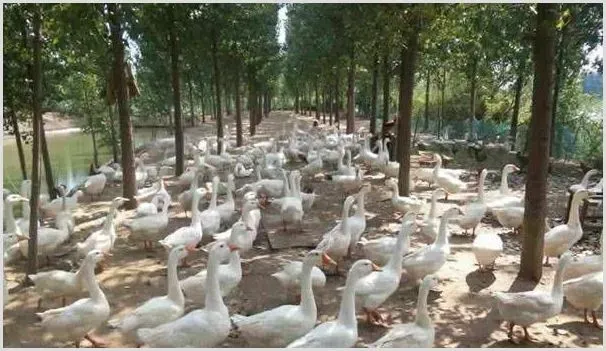 夏季肉鹅饲养管理注意什么 | 动物养殖技术