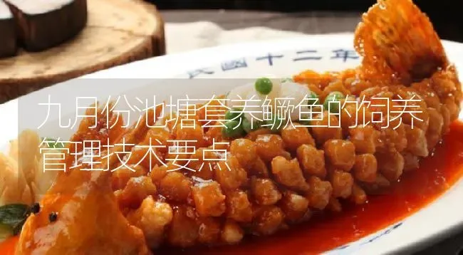 九月份池塘套养鳜鱼的饲养管理技术要点 | 淡水养殖