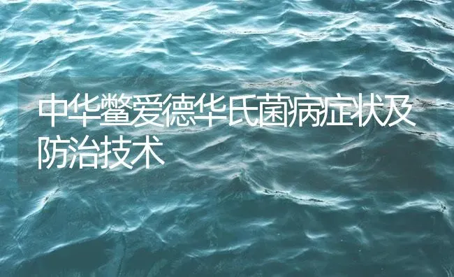 中华鳖爱德华氏菌病症状及防治技术 | 养殖病虫害防治