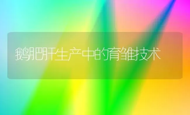 鹅肥肝生产中的育雏技术 | 家禽养殖