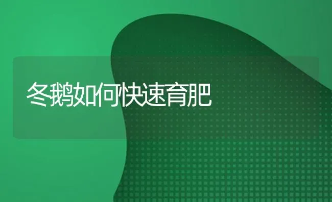 冬鹅如何快速育肥 | 家禽养殖