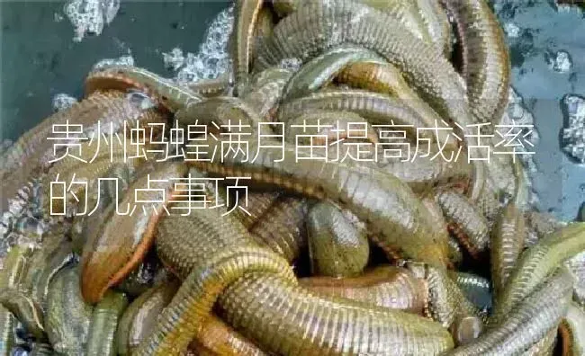 贵州蚂蝗满月苗提高成活率的几点事项 | 特种养殖