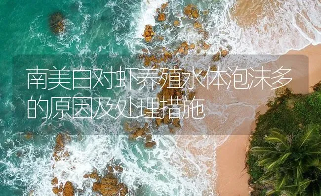 南美白对虾养殖水体泡沫多的原因及处理措施 | 海水养殖