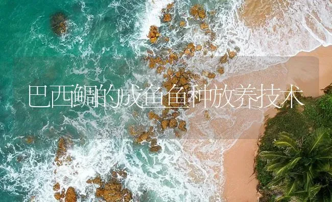 巴西鲷的成鱼鱼种放养技术 | 海水养殖