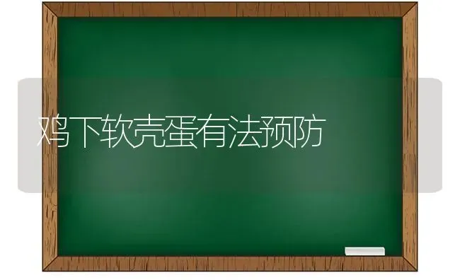 鸡下软壳蛋有法预防 | 家禽养殖