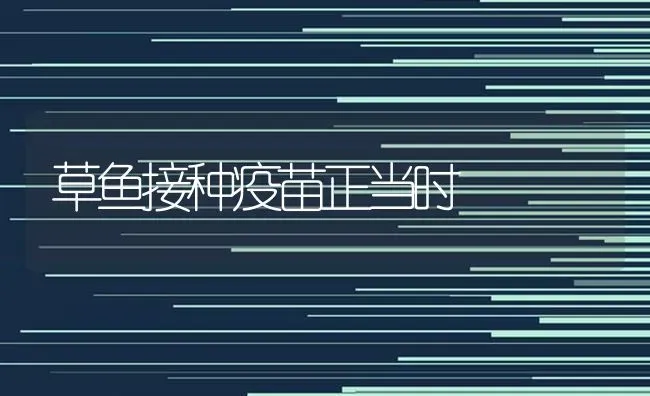 草鱼接种疫苗正当时 | 淡水养殖