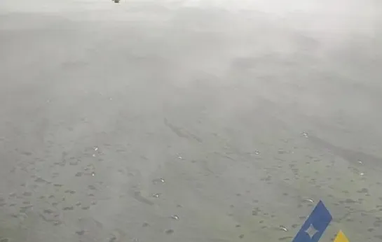 青鱼苗种漂白粉中毒