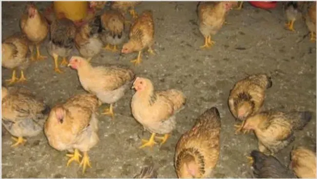 肉鸡热应激的缓解措施 | 动物养殖技术