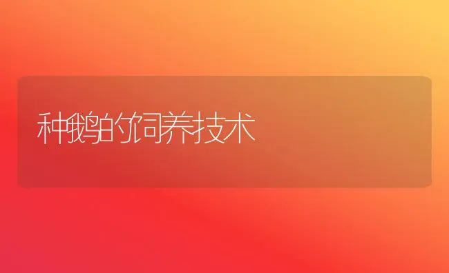 种鹅的饲养技术 | 家禽养殖