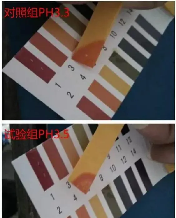 对虾肠道新主张：大蒜素配合乳酸菌用于防控对虾弧菌病的基础试验