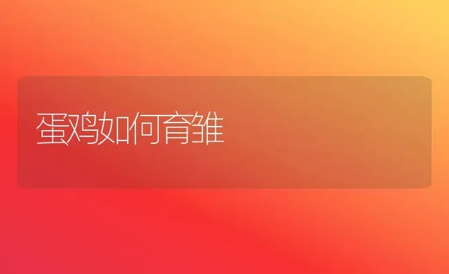 蛋鸡如何育雏 | 家禽养殖