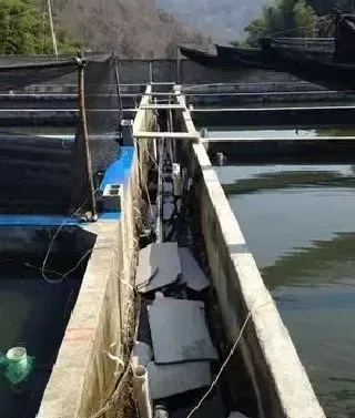浙江地区光唇鱼养殖常见疾病防治方案
